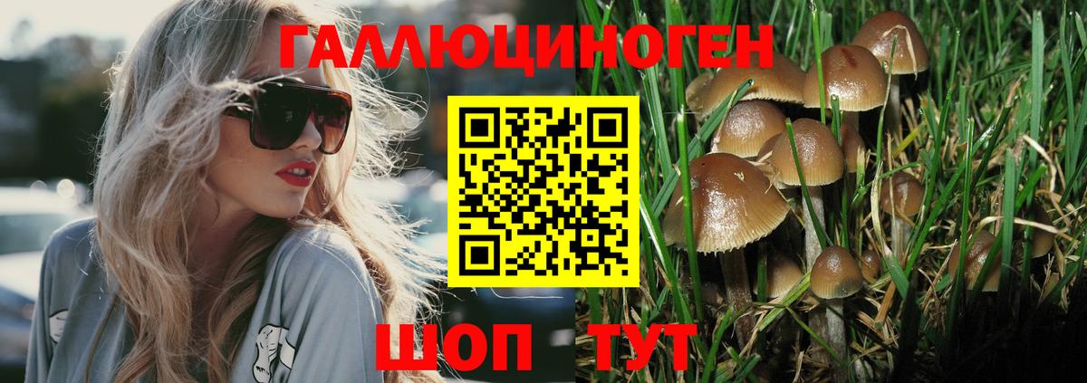 Галлюциногенные грибы Psilocybine cubensis Новокубанск